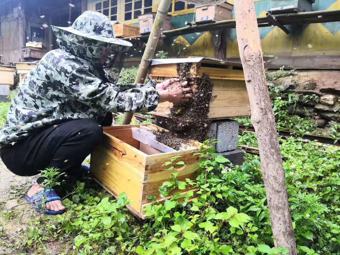 新手养蜂入门用什么蜂箱（新手初学养蜂购置蜂群和怎么选购好蜂群）