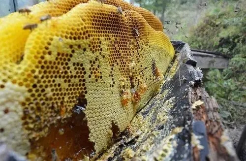 吃蜂蜜对痔疮有缓解作用吗（蜂蜜的作用）