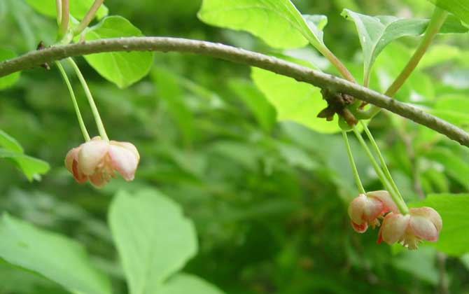 五味子什么时候开花有蜜吗（五味子什么时候开花）