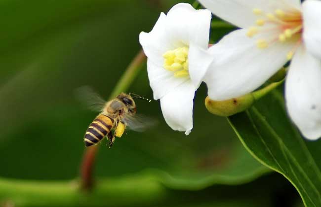 【蜜蜂养殖】养蜜蜂需要投资多少钱？