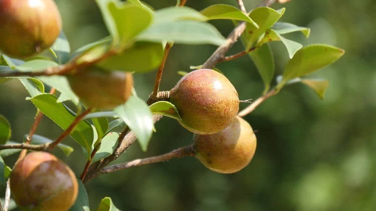 中华蜜蜂能采茶叶花的蜜吗（中蜂采茶叶花的蜜会中毒么）