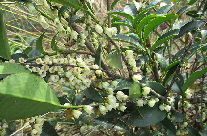 中国三大蜜源植物指的是哪三种（常见的蜜源植物有哪些）