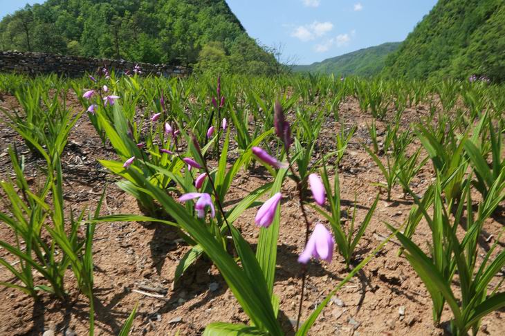 白芨市场价多少钱一斤（人工种植白芨价格）